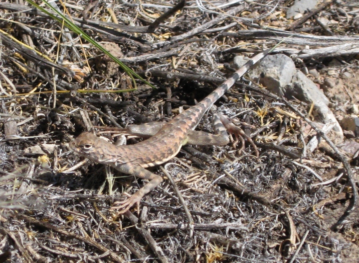 Zebra-tail Lizard